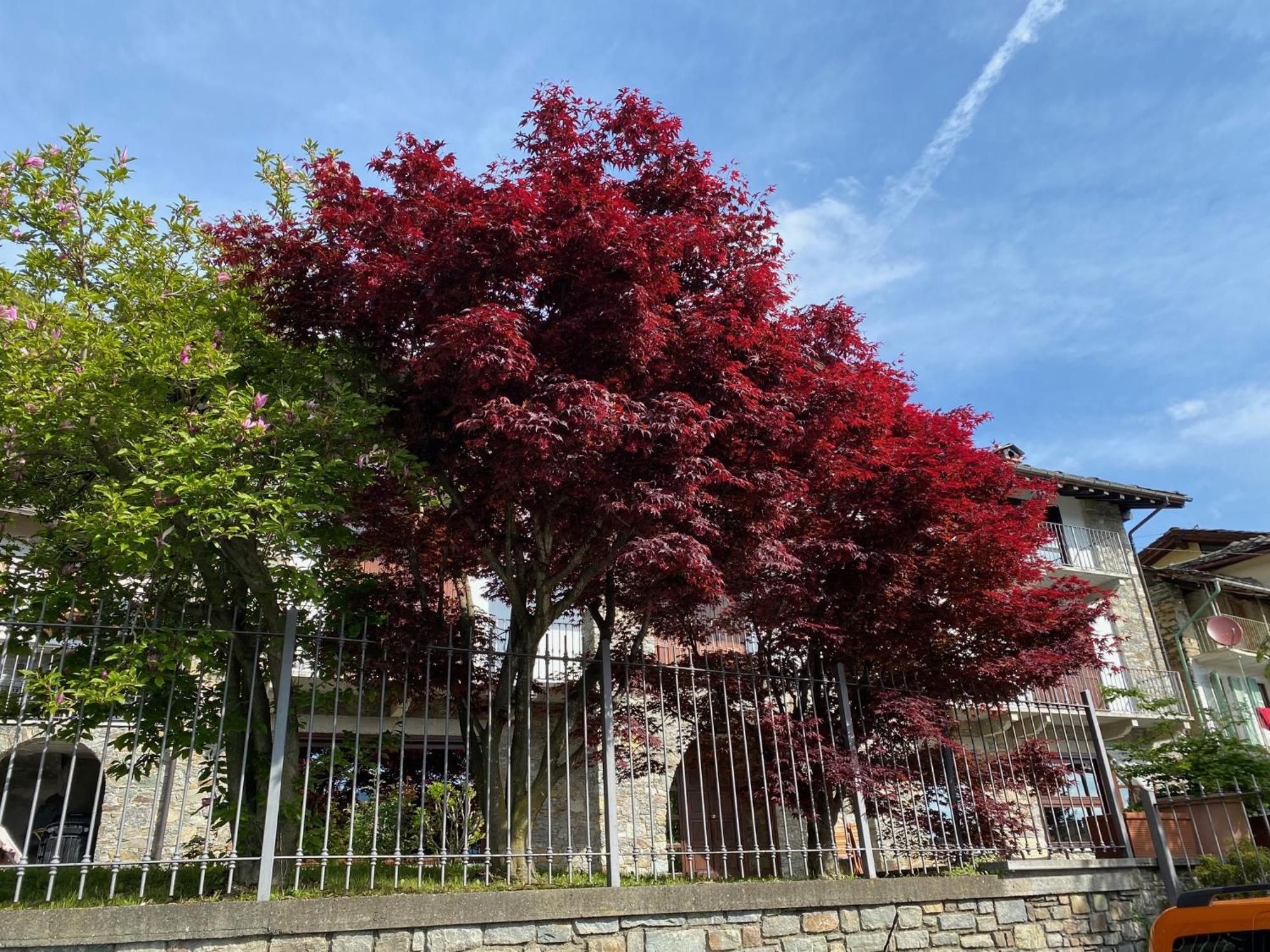La Casa Di Nina - Traves Villa Pessinetto Bagian luar foto